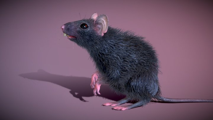 Black Rat ( Free download ) 3D Model